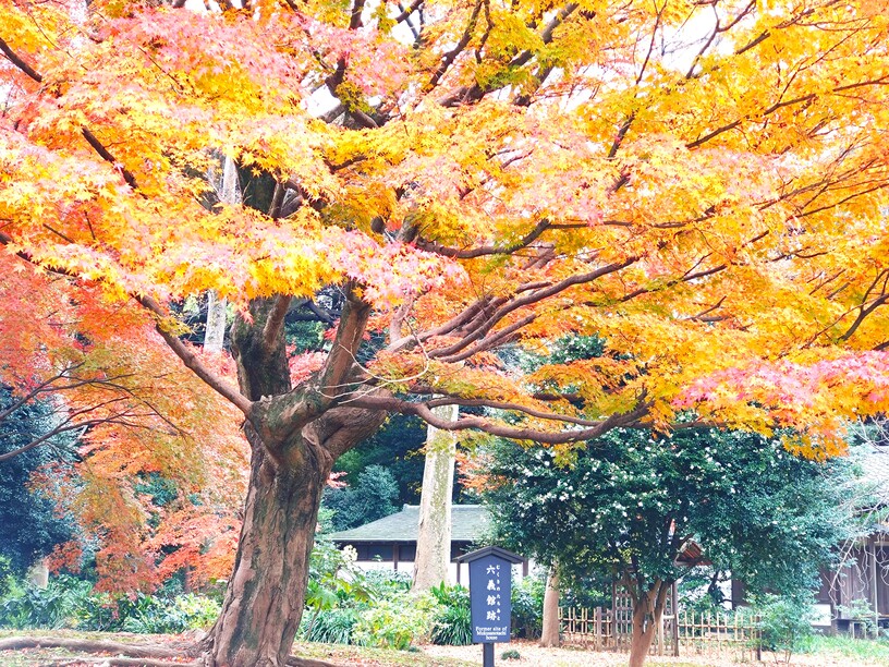 六義園の紅葉11