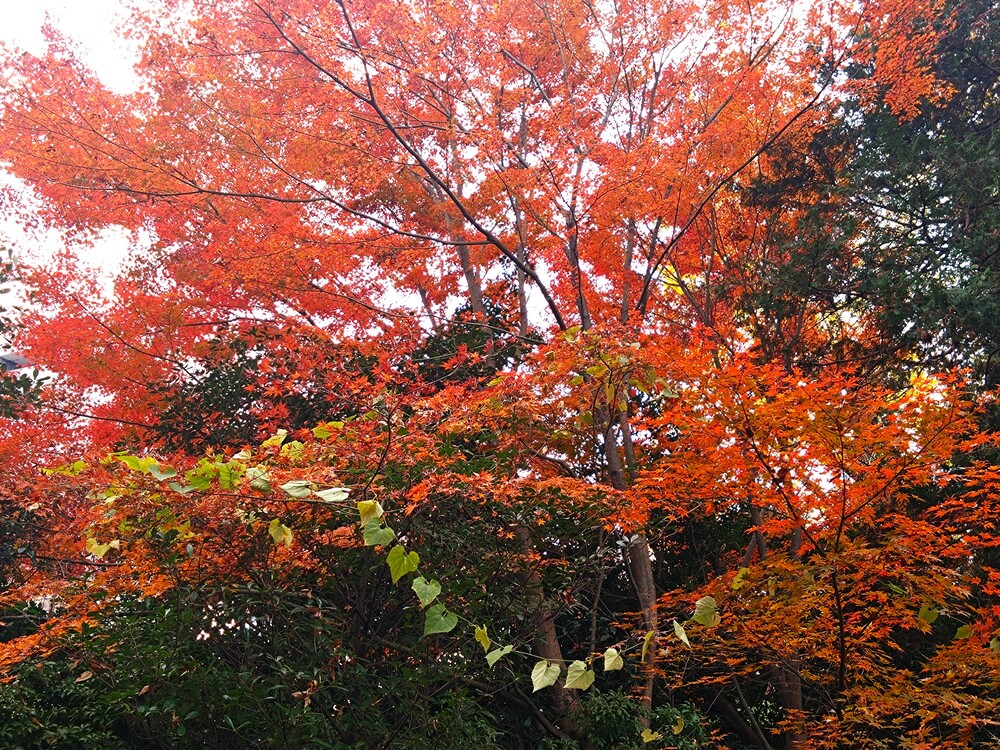 六義園の紅葉12