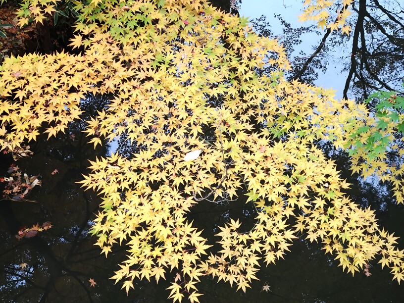 六義園の紅葉13