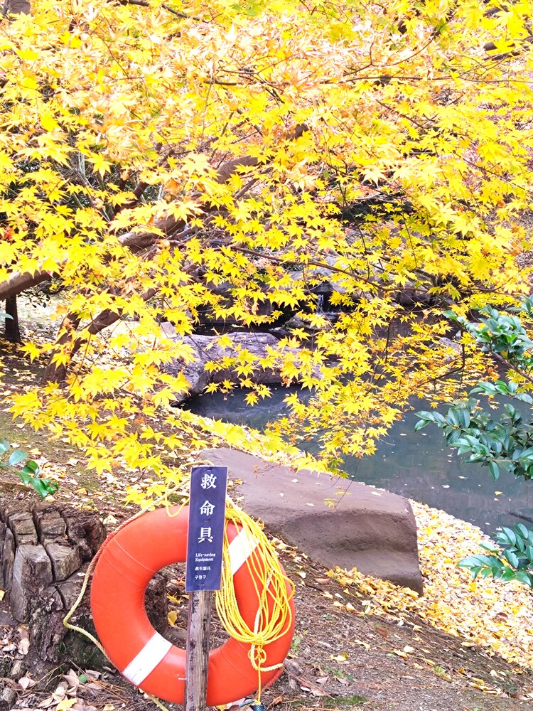 六義園の紅葉15