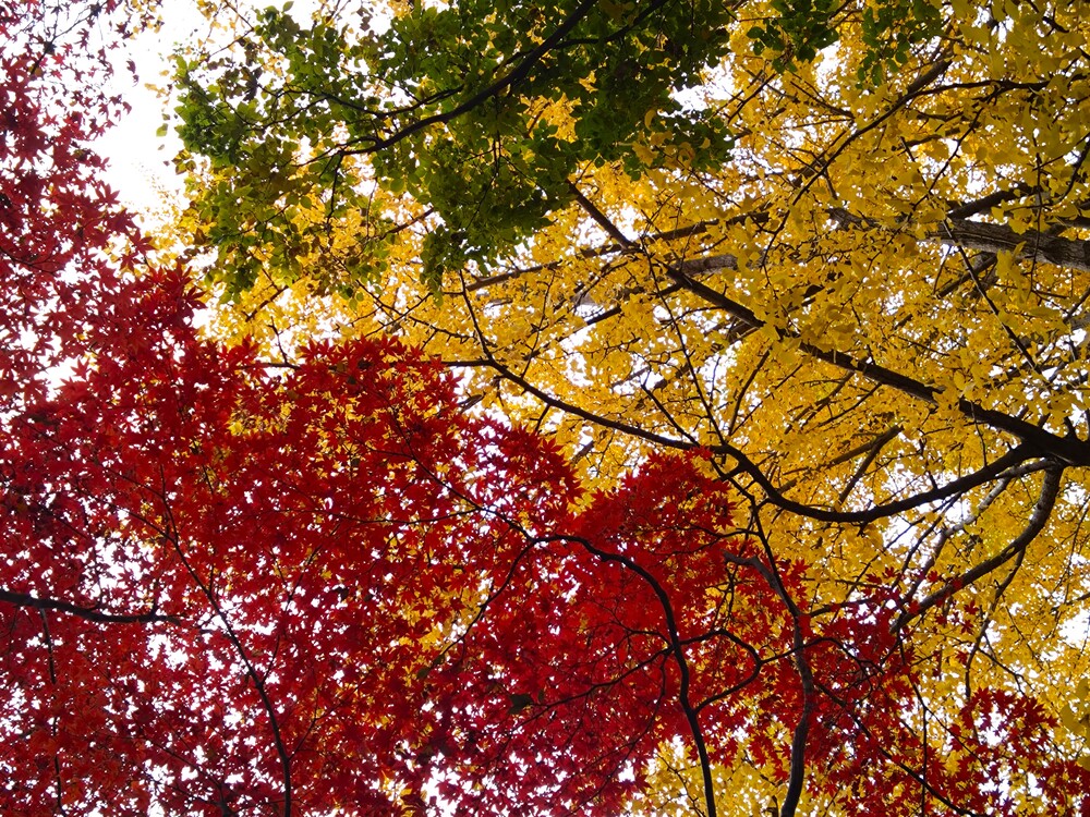 六義園の紅葉19